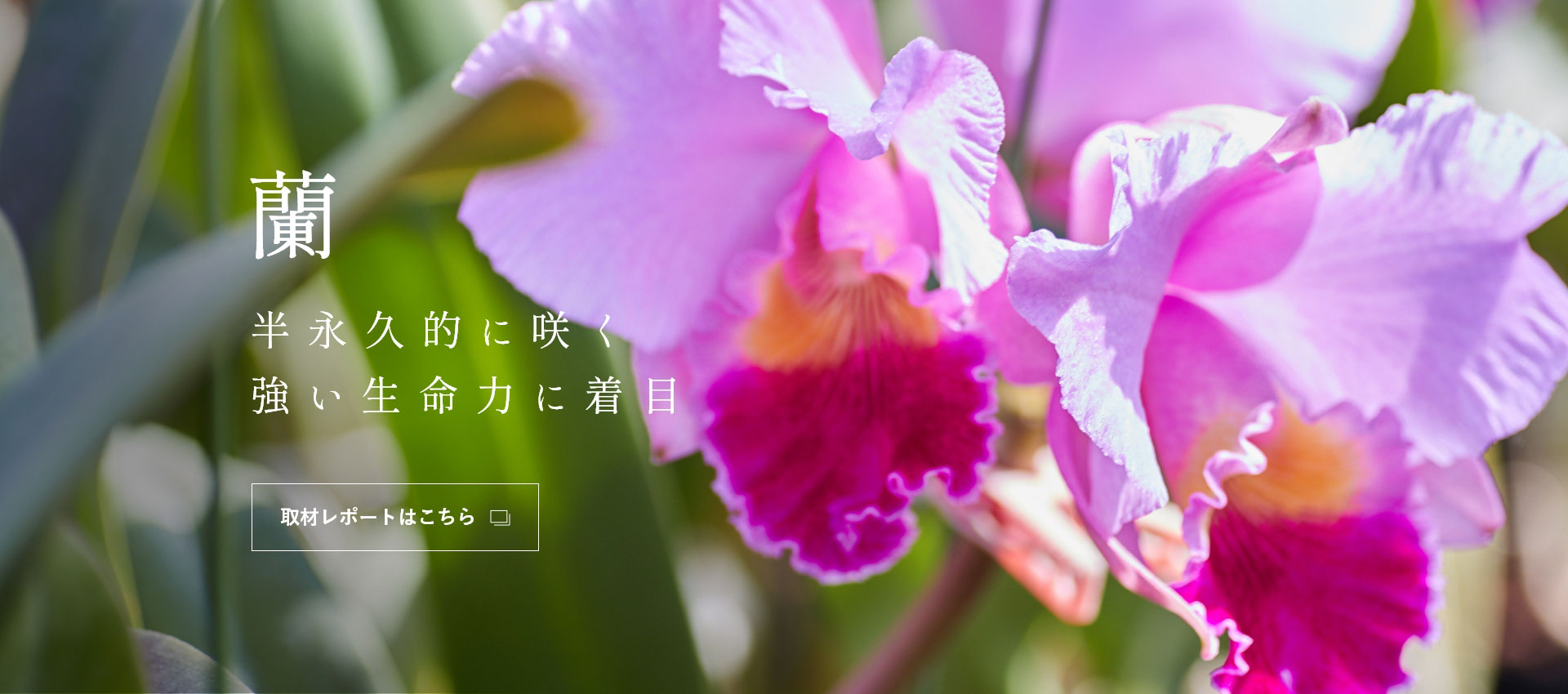 「蘭」 半永久的に咲く 強い生命力に着目