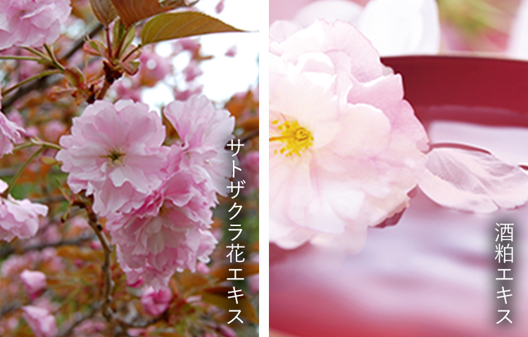 サトザクラ花エキス 酒粕エキス