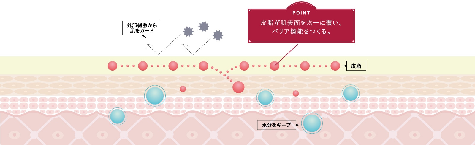 皮脂が肌表面を均一に覆い、バリア機能をつくる。