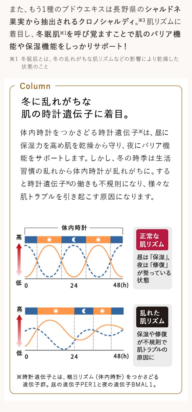 冬に乱れがちな肌の時計遺伝子に着目。