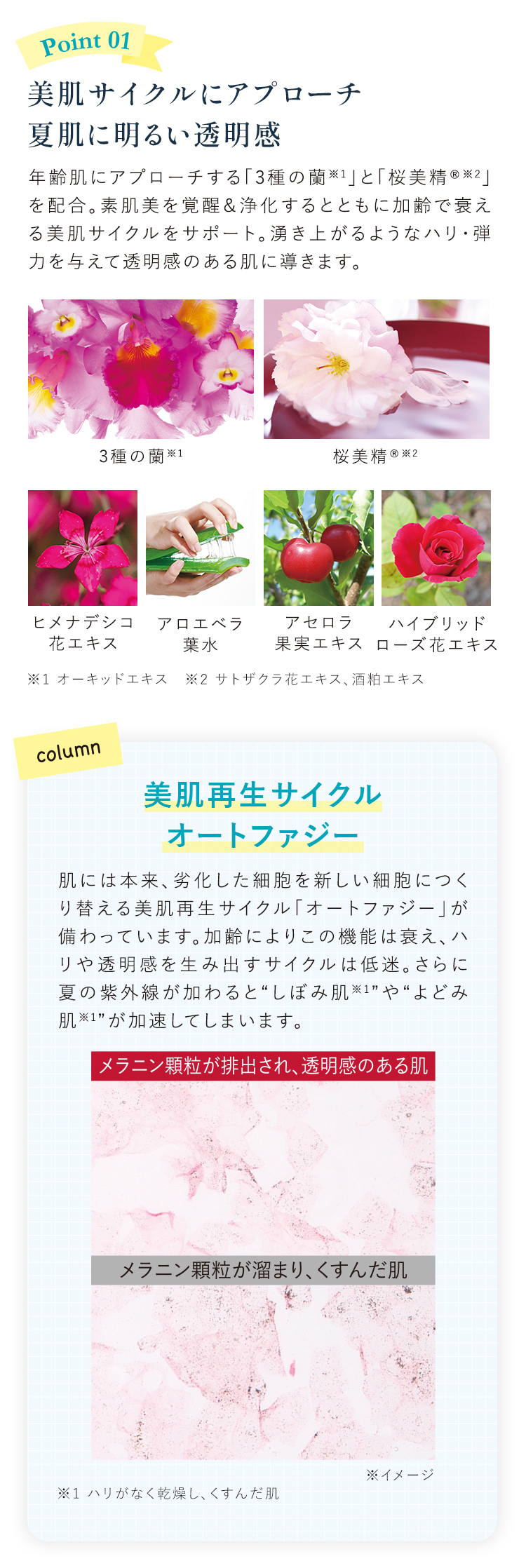 美肌サイクルにアプローチ 夏肌に明るい透明感