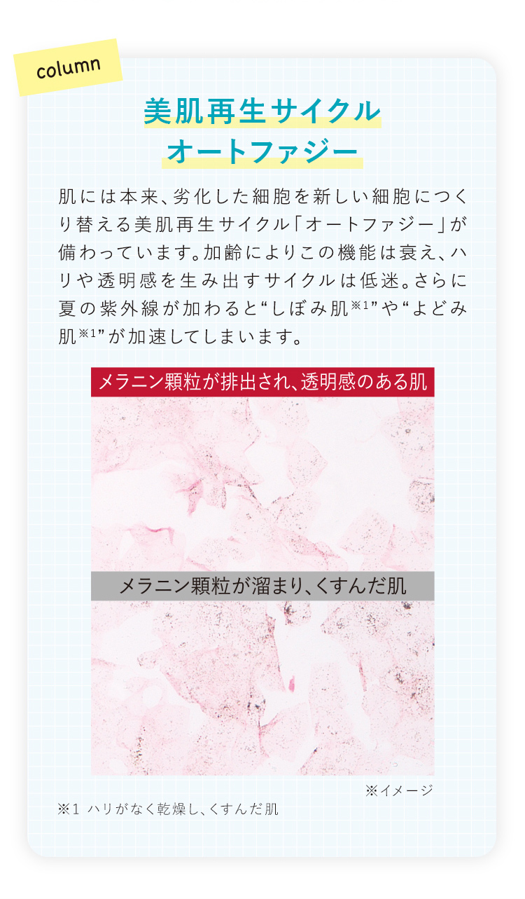 column 美肌再生サイクルオートファジー