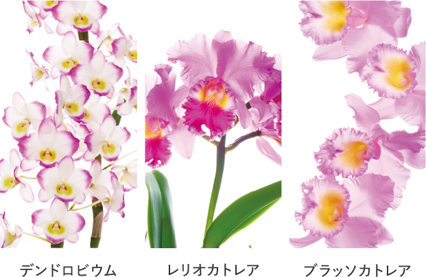 【売約済み】悠悠館 ラクビ・こうじ酵素・セルミー各１袋・coyoriリップ Coyori彩醒ルージュ｜【公式】Coyori（こより）｜国産