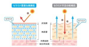 敏感肌セラミド_03